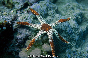 Necklace Seastar(Fromia monilis) -6 arms-
www.bunakenhan... by Hans-Gert Broeder 